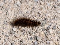 Raupe des Kleinen Nachtpfauenauge